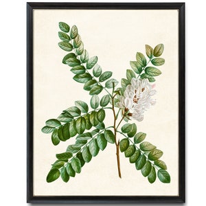 Digital Download Art Print / Flowering Clammy Locust Plant Vintage Botanical Illustration