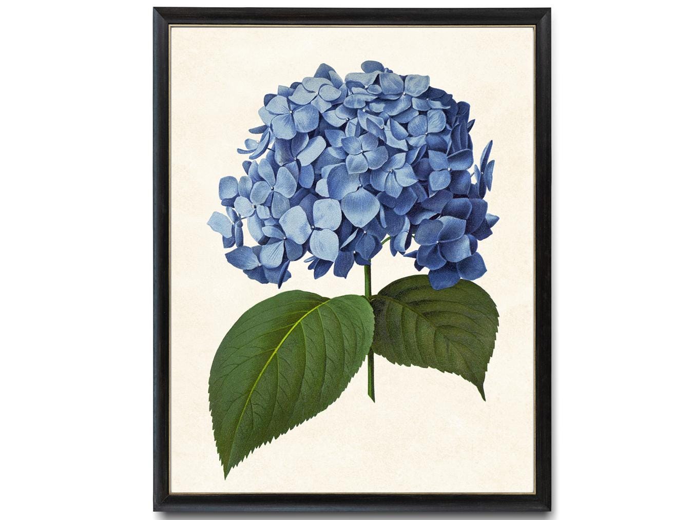 Blue Hydrangea Printable, Vintage Illustration, Flower Wall Art Print INSTANT DOWNLOAD