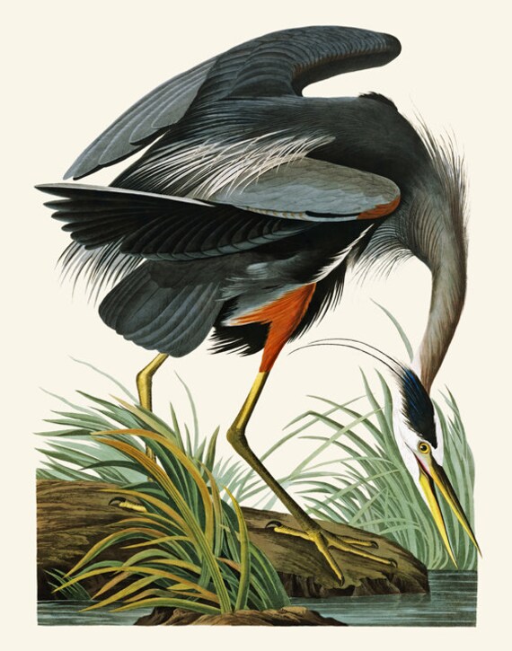 Florida Marsh Wildlife Great Blue Heron Watercolor Wetland Bird Wall Art Heron Print Coastal Decor Audobon Scientific Illustration