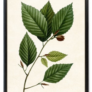 May include: A botanical illustration of a branch with green leaves and brown seed pods. The leaves have a detailed vein pattern and are arranged in a symmetrical pattern.