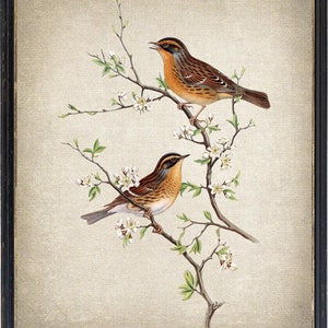 Bird and Botanical Art Print, 'Mountain Accentor' Birds Vintage Illustration, Instant Printable Wall Art, Digital Download