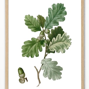 May include: A vintage botanical illustration of an oak branch with green leaves and acorns. The branch is depicted against a white background.