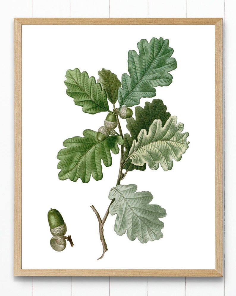 May include: A vintage botanical illustration of an oak branch with green leaves and acorns. The branch is depicted against a white background.