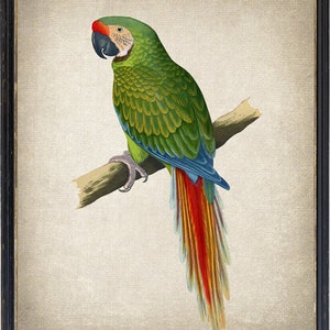 Parrot Art Digital Print, &#39;Military Macaw&#39; Vintage Bird Illustration, Printable Wall Art, Tropical Decor Instant Download