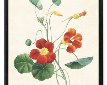 Print Up To 24x30 Inches Garden Nasturtium Botanical Digital Download, Vintage Flower Illustration, Orange Flowers Wall Art Printable