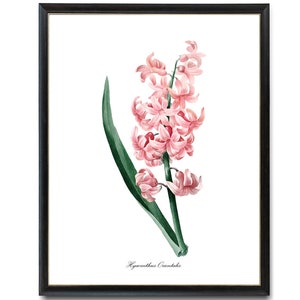 Rosa Hyazinthe Digitaler Download, P.J. Redoute Kunst &#39;Hyacinthus Orientalis&#39;, antike Blumen Illustration, botanische Wandkunst druckbare