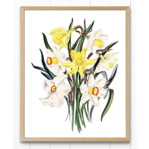 Daffodil Spring Flowers Digital Download, &#39;Narcissus Hybrids&#39; Vintage Illustration, Botanical Wall Art Printable