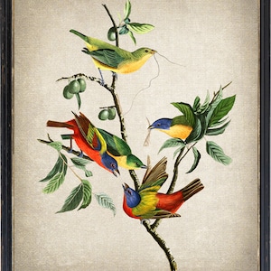 May include: A vintage illustration of four colourful birds perched on a leafy branch. The birds are a yellow and green bird, a red, blue and green bird, a blue and yellow bird, and a red, yellow, green and blue bird. The illustration is framed in a black frame.