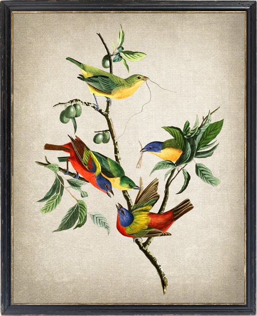 Stampa fino a 24x30 pollici, stampabile con uccelli, illustrazione vintage di fringuelli dipinti, stampa artistica da parete istantanea, download digitale