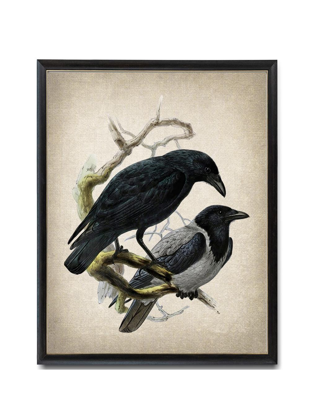 Crows Natural History Digital Print, Vintage Bird Illustration