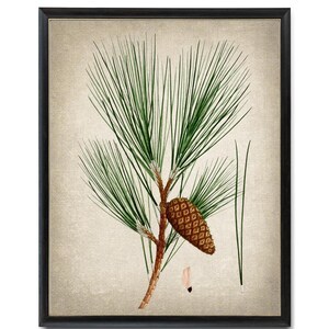 Stampa botanica digitale, illustrazione vintage di pino giallo, studio di piante sempreverdi, stampabile, arte murale DOWNLOAD IMMEDIATO