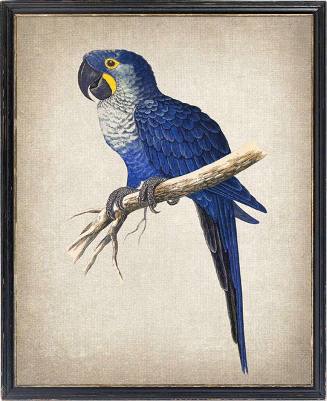 Afdrukbare hyacintara, vintage papegaai illustratie, tropische