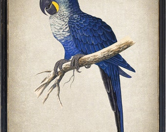 コンゴウインコ　絵画 ルリコンゴウインコ」 by 隆博｜Artmeter｜暮らしを彩るアートが