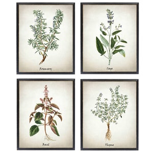 Printable Herb Set of 4, Rosemary Sage Basil and Thyme Vintage Illustrations, Culinary Herbs Kitchen Art Digital Prints INSTANT DOWNLOAD