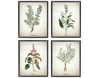 Printable Herb Set of 4, Rosemary Sage Basil and Thyme Vintage Illustrations, Culinary Herbs Kitchen Art Digital Prints INSTANT DOWNLOAD