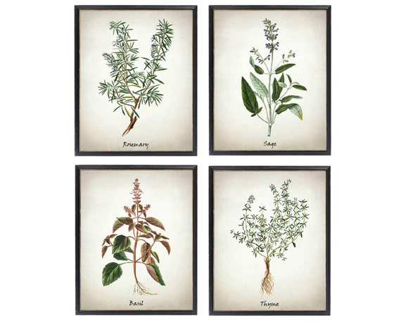 Printable Herb Set of 4 Rosemary Sage Basil and Thyme Vintage - Etsy