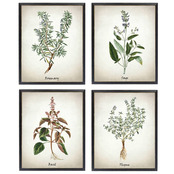 Printable Herb Set of 4, Rosemary Sage Basil and Thyme Vintage Illustrations, Culinary Herbs Kitchen Art Digital Prints INSTANT DOWNLOAD