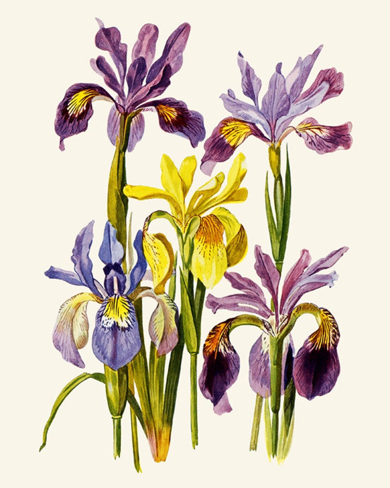 Iris Flowers Printable Vintage Flower Watercolor | Etsy