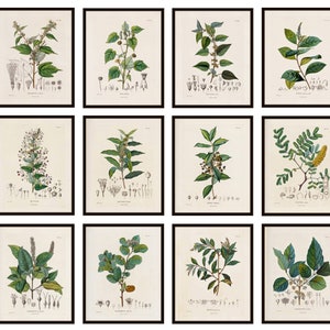 Botanical Studies Set of 12, 8x10 Printables, Antique French Plant Illustrations, Botany Botanicals Plant Study Prints INSTANT DOWNLOAD