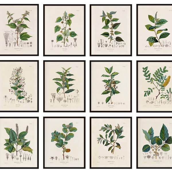 Badania botaniczne zestaw 12, 8 x 10 wydruków, antyczne francuskie ilustracje roślin, botanika botaniczne badania roślin wydruki natychmiastowe pobieranie