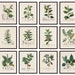 Botanical Studies Set of 12, 8x10 Printables, Antique French Plant Illustrations, Botany Botanicals Plant Study Prints INSTANT DOWNLOAD