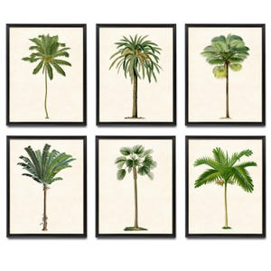 Set of 6 Tropical Palm Tree Printables, Vintage Illustrations, Palm Trees Botanical Wall Art Digital Prints INSTANT DOWNLOAD