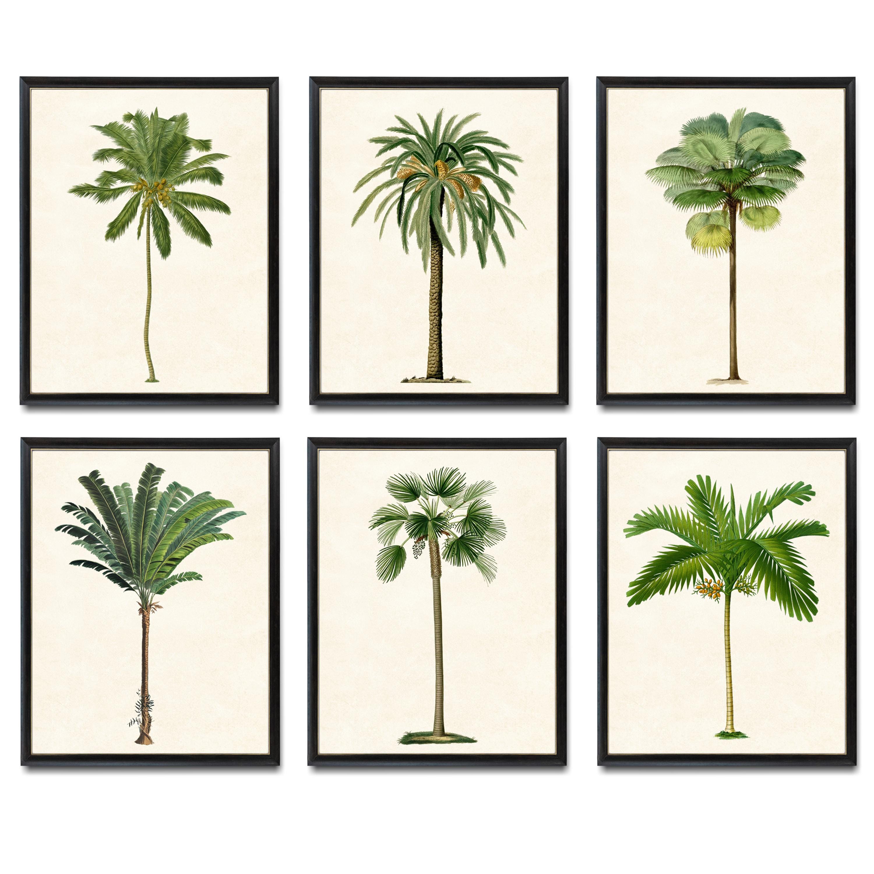 Set of 6 Tropical Palm Tree Printables, Vintage