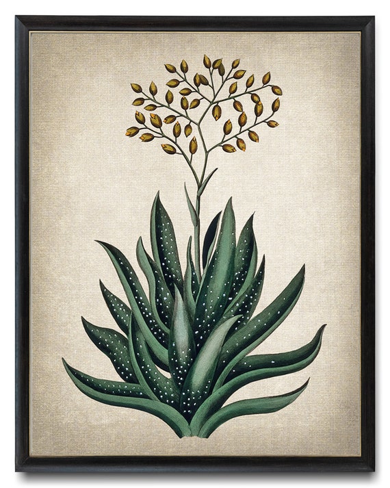 Aloe Vera Digital Print, Antique Succulent Plant Illustration, Printable  Botanical Wall Art INSTANT DOWNLOAD - Etsy