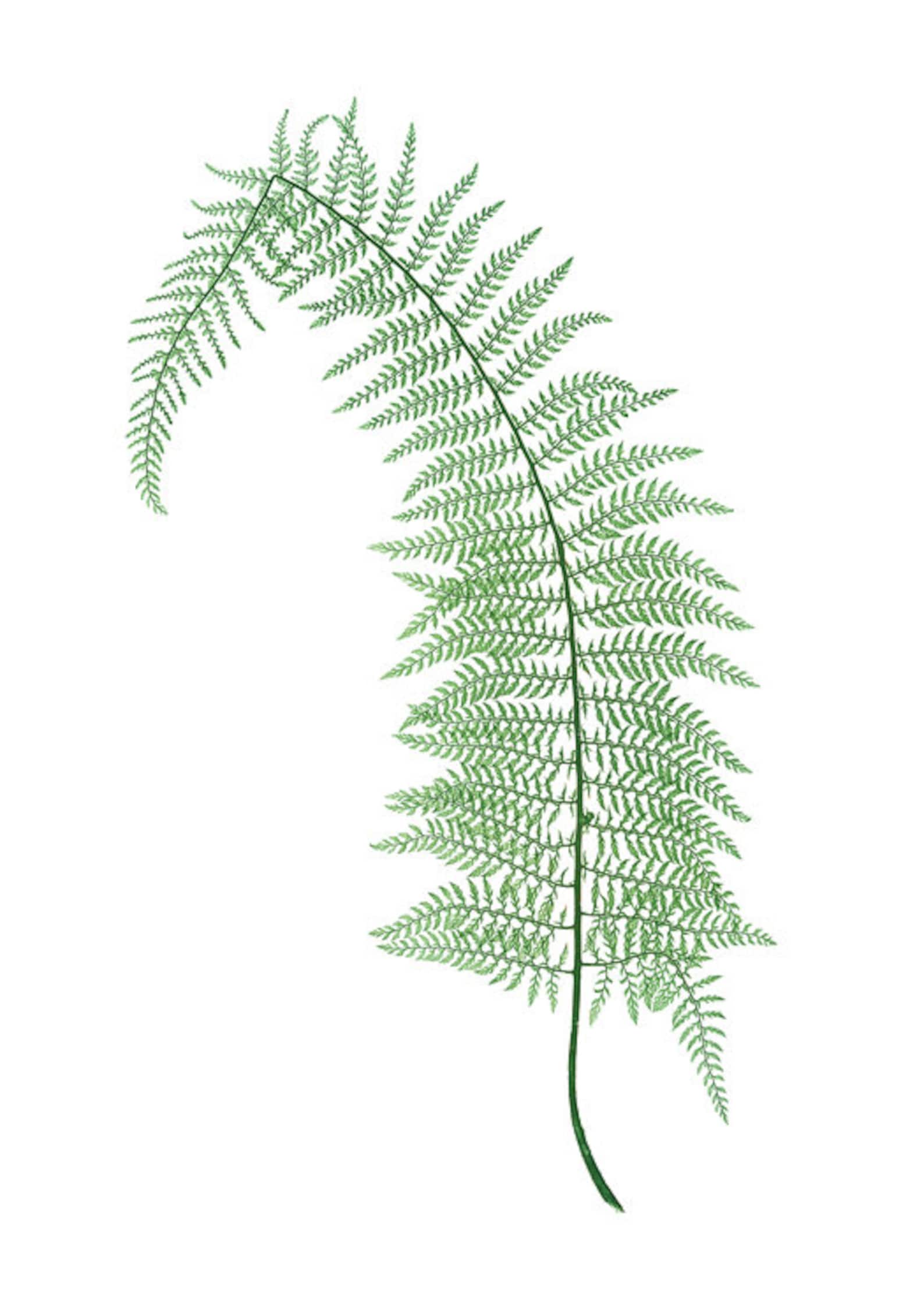 Fern Printable Set of 10 Vintage Illustrations 5x7 Print Set | Etsy
