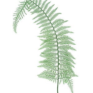 Fern Printable Set of 10, Vintage Illustrations, 5x7 Print Set Ferns ...