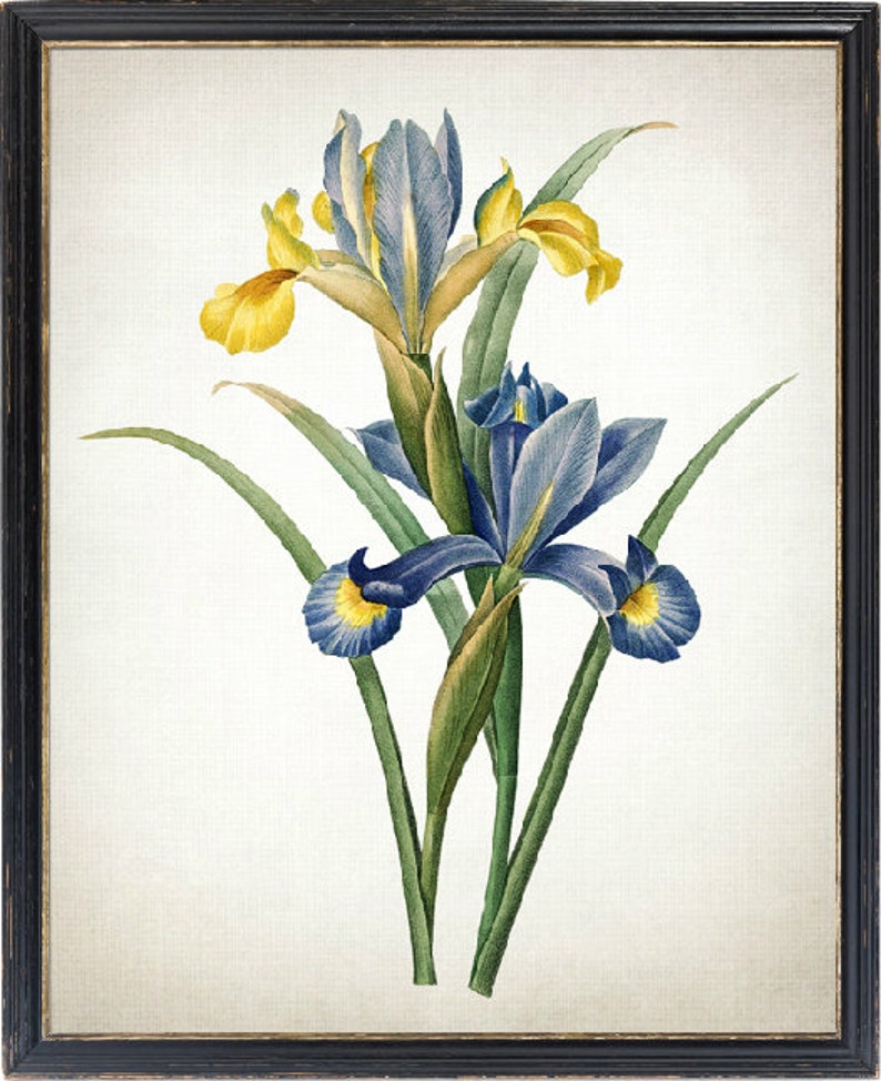 Printable Iris Flowers Blue and Gold Irises Vintage | Etsy