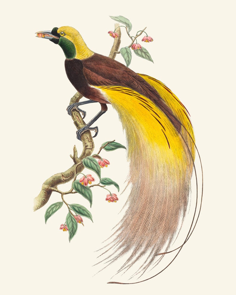 Bird of Paradise Printable Vintage Illustration Natural Etsy
