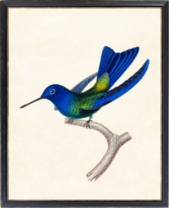 Tableau déco Oiseau peint - composition avec un colibri sur fond blanc