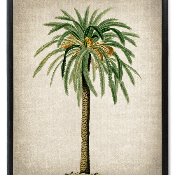 Palm Tree Download, Date Palm Vintage Illustration, Botanical Wall Art Printable, Instant Digital Download