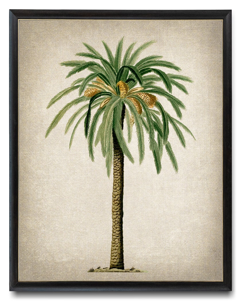 Palm Tree Download, Date Palm Vintage Illustration, Botanical Wall Art Printable, Instant Digital Download