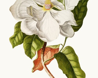Vintage Flower Clipart Digital Download, White Southern Magnolia Illustration, Commercial Use, Transparent Background PNG File