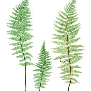 Fern Printables, Set of 12 Ferns, Vintage Nature Illustrations ...