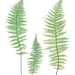 Fern Printables Set of 12 Ferns Vintage Nature - Etsy