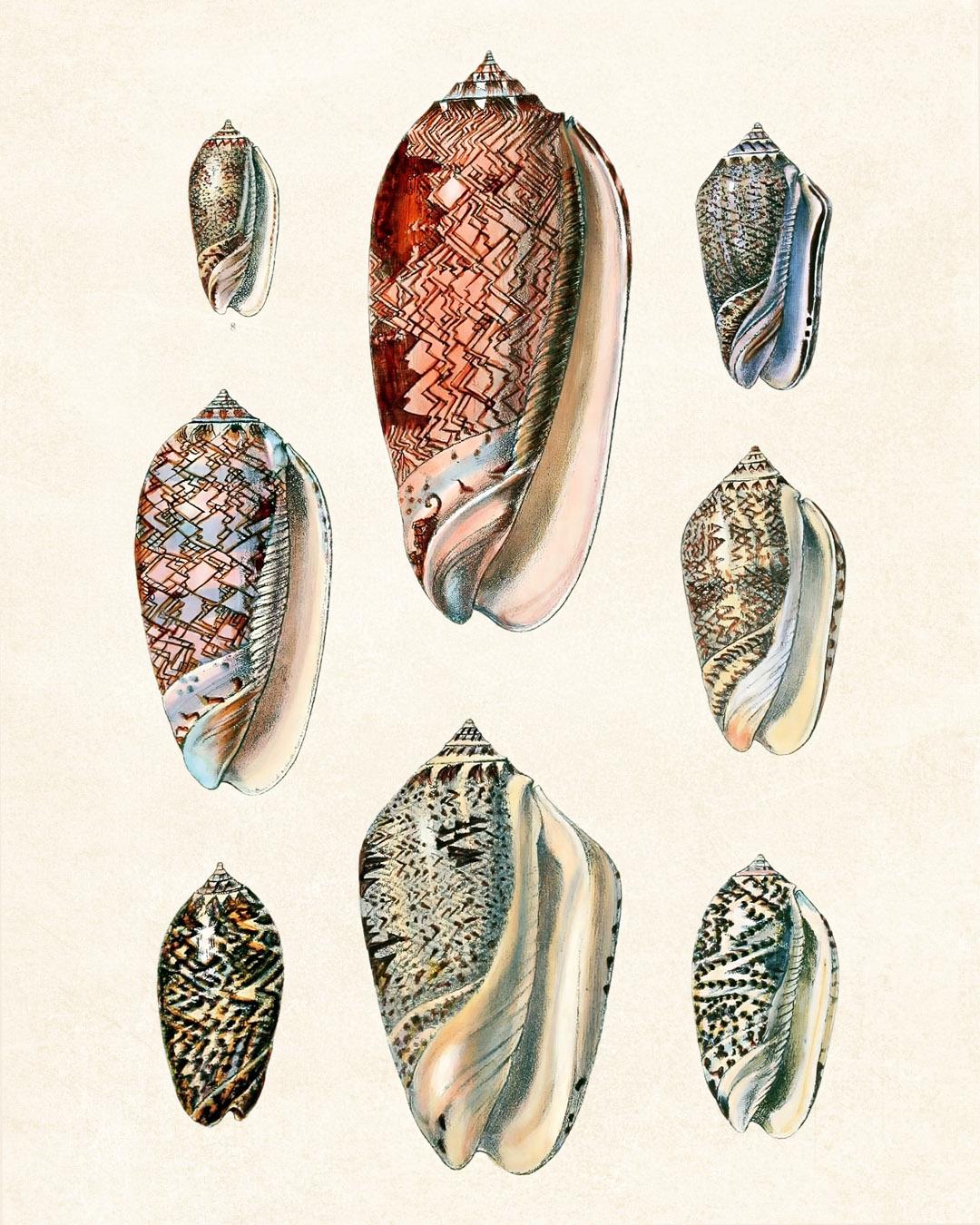 Shell Realistic Printable Set of 12 Shells, 8x10 Digital Prints, Vintage Seashell Illustrations ...
