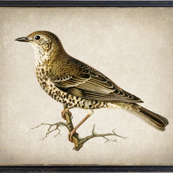 Digital Bird Art Print, 'Mistle Thrush' Vintage Illustration, Printable Bird Wall Art INSTANT DOWNLOAD
