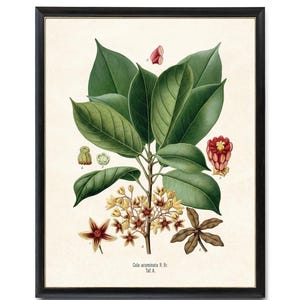 May include: Botanical print of a Cola acuminata plant, framed in black. The illustration features detailed depictions of leaves, flowers, and seed pods in shades of green, yellow, and brown, set against a cream-colored background. The text "Cola acuminata R. Br. Taf. A." is visible.