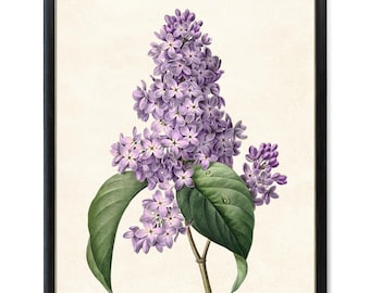 Purple Lilacs, Printable P.J. Redoute Art, Antique Flower Illustration, Botanical Wall Art Print INSTANT DOWNLOAD