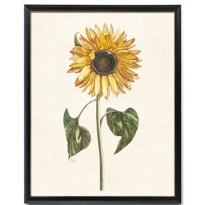 Stampa artistica di girasoli vintage, illustrazione antica di fiori gialli, stampa artistica botanica autunnale da parete DOWNLOAD IMMEDIATO