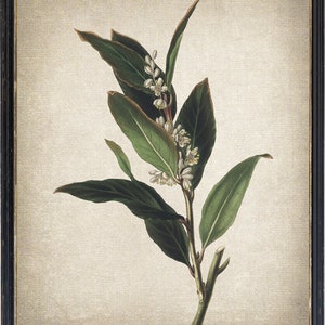 Bay Laurel Plant Printable, Vintage Botanical Illustration, Kitchen Wall Art Print INSTANT DOWNLOAD