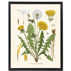 Puede incluir: Ilustración botánica enmarcada de un diente de león. La obra de arte presenta dibujos detallados de las diferentes etapas de la planta, incluyendo flores amarillas, cabezas de semillas, hojas y raíces. El texto "Compositae" y "Taraxacum officinale Web." son visibles.