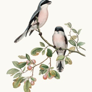 Bird and Botanical Clipart Printable, 'Rose Breasted Shrike' Birds Vintage Illustration, PNG File Digital Download Clip Art, Commercial Use