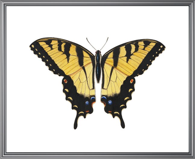 Tiger Swallowtail Butterfly Printable Art Vintage Insect | Etsy