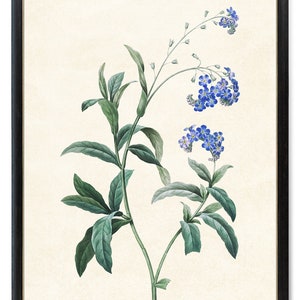 Forget Me Not Flower Printable, P.J. Redoute Vintage Illustration, Blue Flowers Wall Art Print INSTANT DOWNLOAD