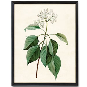 Digital Download Art Print / Blooming Pagoda Dogwood Vintage Botanical Illustration