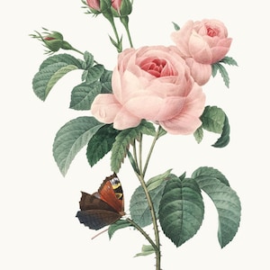 Roze rozen clipart afdrukbaar, P.J. Redoute Vintage Rose illustratie, commercieel gebruik, transparante achtergrond PNG-bestand INSTANT DOWNLOAD
